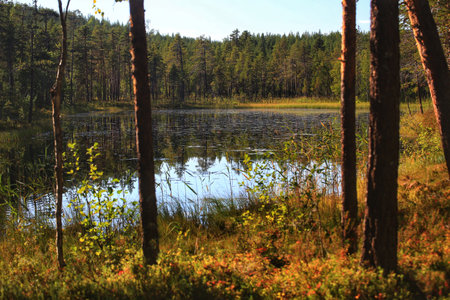 Backlit shot of small lake in the Swedish nature reserve Borup.の写真素材