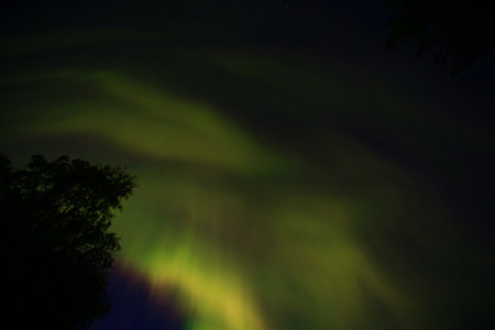 Aurora boealis in northern Sweden with tree silhouette in upward shot.の写真素材