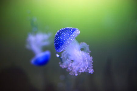 Two white spotted jellyfish (Phyllorhiza punctata) in green glow in the water.の写真素材