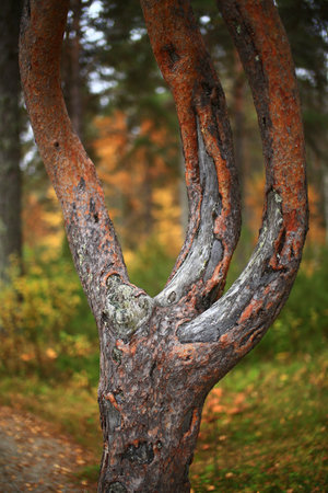 Mystical trident pine in northern Sweden in nature reserve Gammplatsen.の写真素材