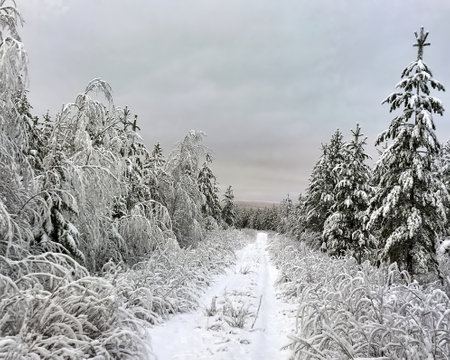 Forest road in northern Sweden, completely covered in snow and overgrown.の写真素材