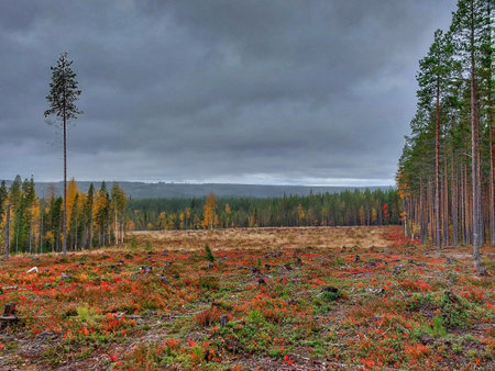 Forest clearing in northern Sweden on a rainy autumn day.の写真素材