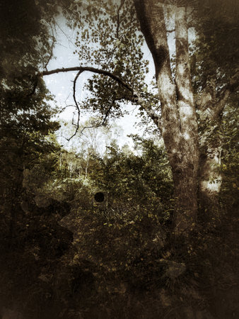 Grungy shot of forest with maple tree.の写真素材