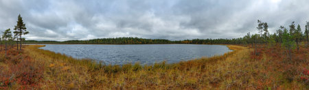 Boggy lakeside of the small lake Danielstjarnen in northern Sweden.の写真素材