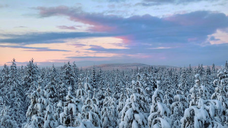 View over tree tops in Swedish winter wonderland.の写真素材