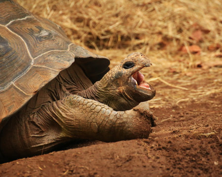 Yawning Galapagos tortoise (Chelonoidis niger) on the ground.の写真素材