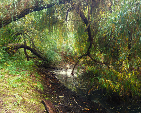 Willows growing densely at a muddy lakeside.の写真素材