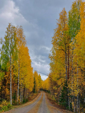Forest road with golden birches in northern Sweden.の写真素材