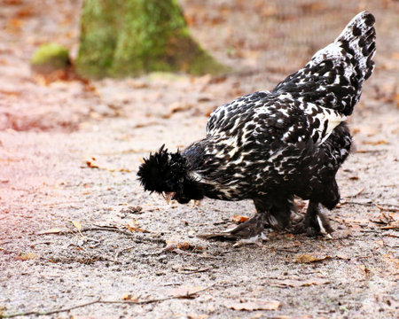 Mottled Houdan chicken hen looking for food on the ground.の写真素材
