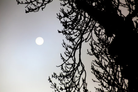 Sun behind dense mist with backlit tree in foreground.の写真素材