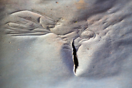 Details of torn leather structure resembling a flower.の写真素材