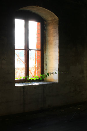 Ruined window letting ivy vine grow into the building.の写真素材