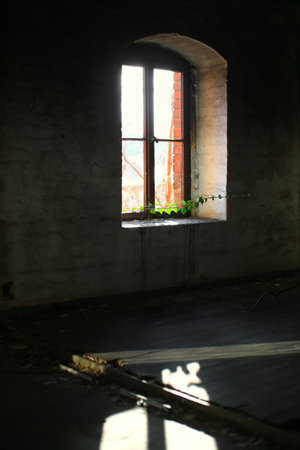 Ruined window letting ivy vine grow into the building, light patches are on the floor.の写真素材