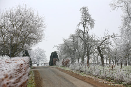 Small road through a winterly park covered in frost.の写真素材