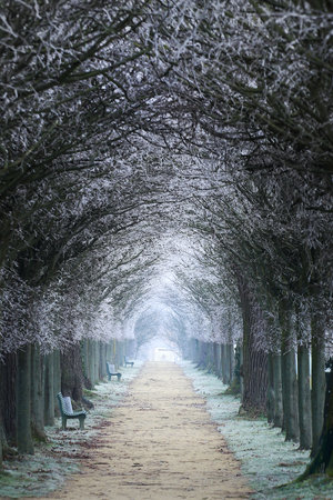 Moody shot of misty parkway with trees forming a natural arch.の写真素材