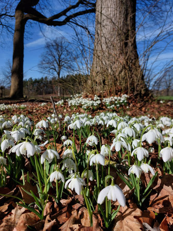 Flower bed of beautiful snowdrops (Galanthus nivalis) in February.の写真素材
