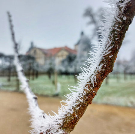 Macro shot of needle shaped ice crystals on a twig.の写真素材