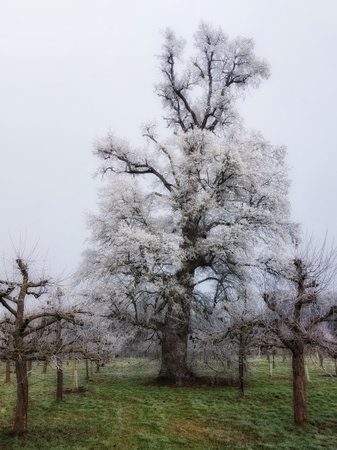 Frozen orchard on a cloudy and cold winter day.の写真素材