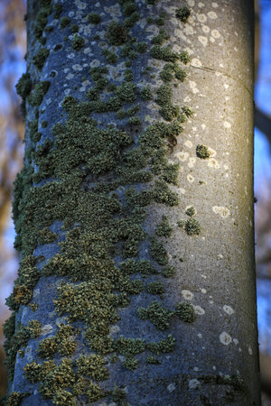 Different lichen species (Cladonia and other) growing on the trunk of a tree.の写真素材