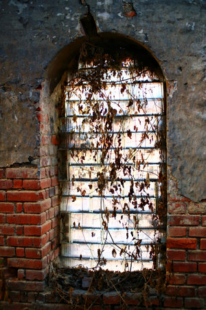Glass brick window overgrown by vines and dry foliage.