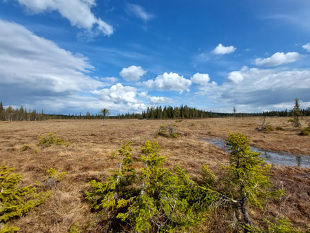 Marshland in the north of Sweden during spring.の写真素材