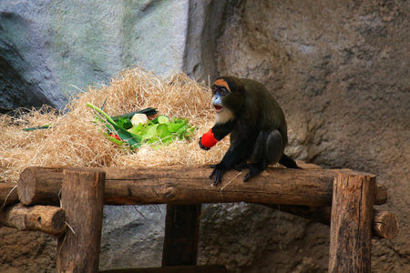 De Brazzas monkeys (Cercopithecus neglectus) interrupted during eating, looking surprised.