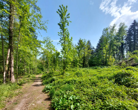 Forest road leading through a dense vegetation.の写真素材