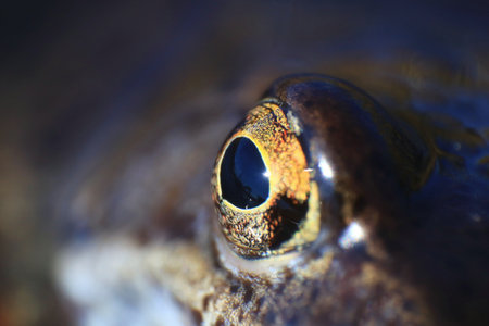 Close-up of common grass frog (Rana temporaria) eye.
