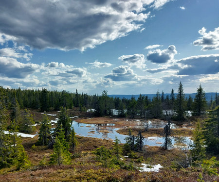 Wetlands with lakes and remains of ice in northern Sweden.の写真素材