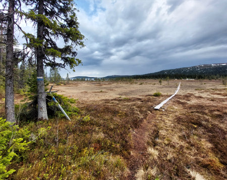 Hiking trail with wooden planks through northern Swedish marshland.の写真素材