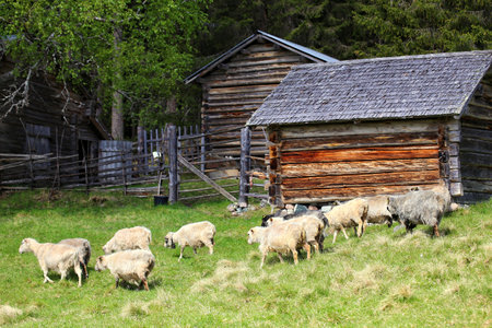 Herd of sheep in front of farm buildings.の写真素材