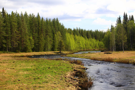 Small stream in northern Sweden, flowing through landscape of forests and meadows.の写真素材