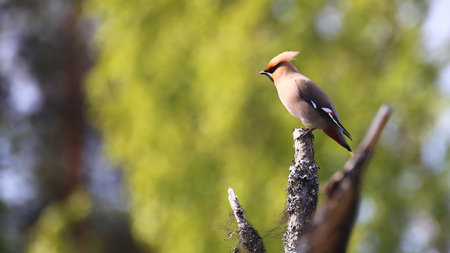 Bohemian waxwing (Bombycilla garrulus) sitting on branch in sunlight.の写真素材