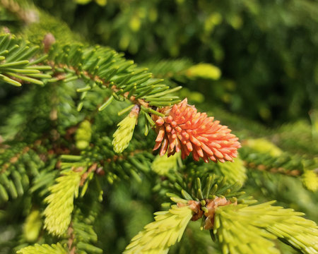 Spruce tip rust (Chrysomysa species) infection in a spruce tree.の写真素材