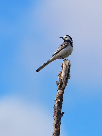 White wagtail (Motacilla alba) sitting high up on a branch.の写真素材