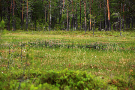 Wetlands in Lomselets nature reserve in northern Sweden.の写真素材
