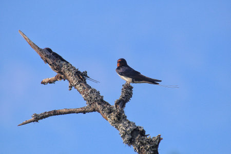 Barn swallow (Hirundo rustica) perched on a tree branch covered with lichens.の写真素材