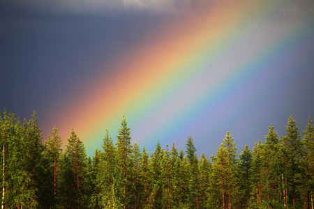 Colorful rainbow over forest with heavy clouds.の写真素材