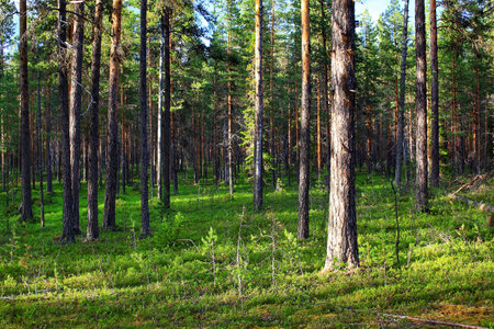 Natural pine forest in evening light in northern Swedish nature reserve Norravasund.の写真素材