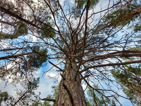 Canopy shot under a mighty pine tree.の写真素材