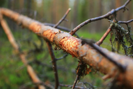 Damage on a fallen pine caused by moose.の写真素材