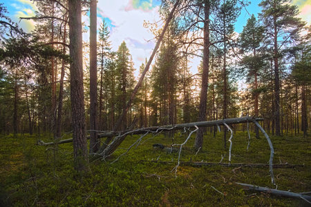 Natural pine forest in evening light in northern Swedish nature reserve Norravasund.の写真素材