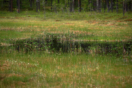 Wetlands in Lomselets nature reserve in northern Sweden.の写真素材