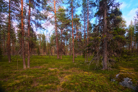 Natural coniferous forest in evening light in northern Swedish nature reserve Norravasund.の写真素材