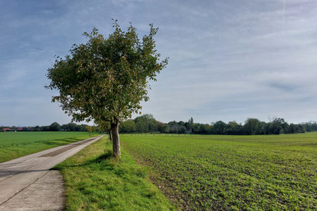 Agricultural road on a field in Germany.の写真素材