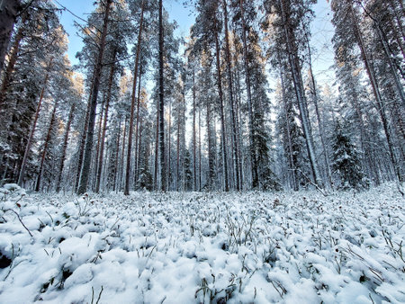Snowy winter forest with pines and spruces in Sweden.の写真素材