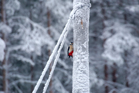 Great spotted woodpecker (Dendrocopos major) on a power pole.の写真素材