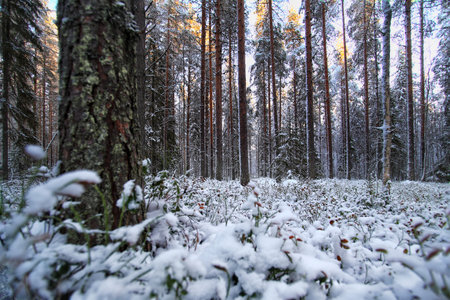 Snowy winter forest with pines and spruces in Sweden.の写真素材
