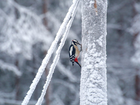 Great spotted woodpecker (Dendrocopos major) on a power pole.の写真素材
