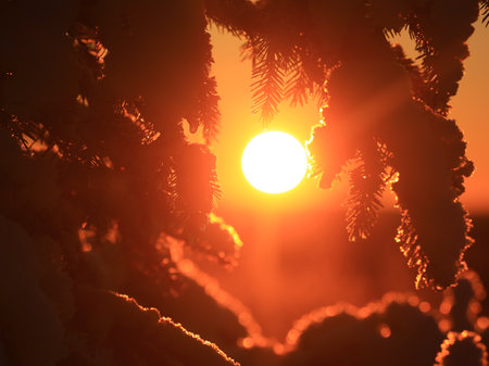 Orange evening sun shining through spruce tree in winter.の写真素材